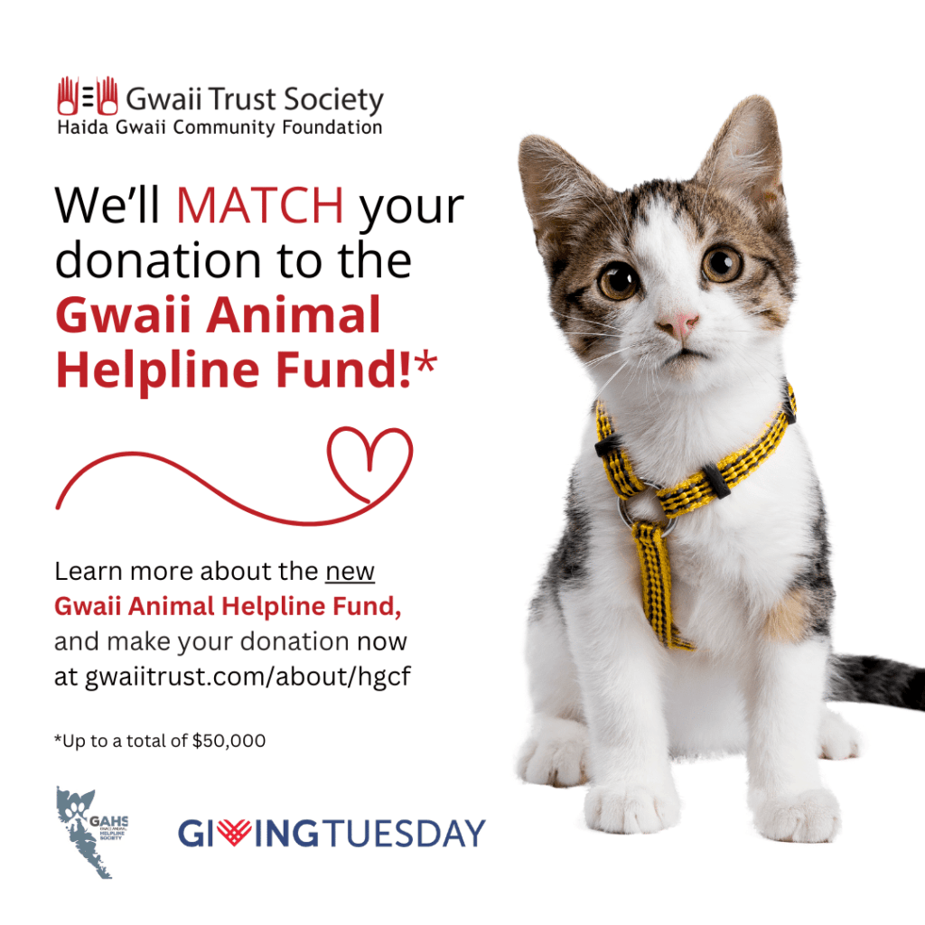 We'll match your donation to the Gwaii Animal Helpline Fund advertisement with an image of a cat
